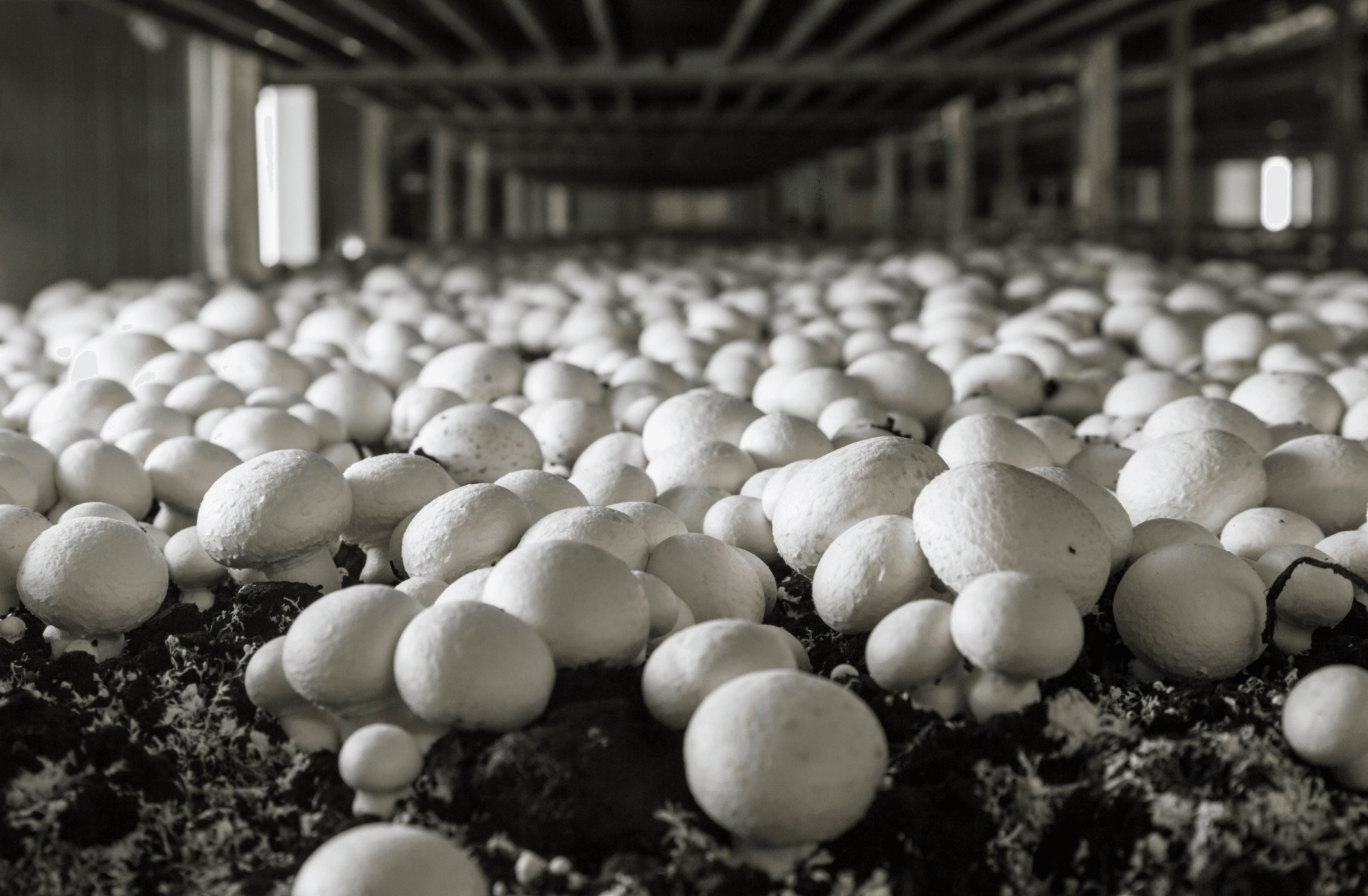 Mushroom forest
